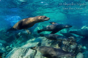 Sea Lions in the yard, La Paz Mexico by Alejandro Topete 
